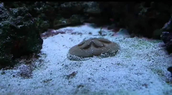 sand dollar creeping
