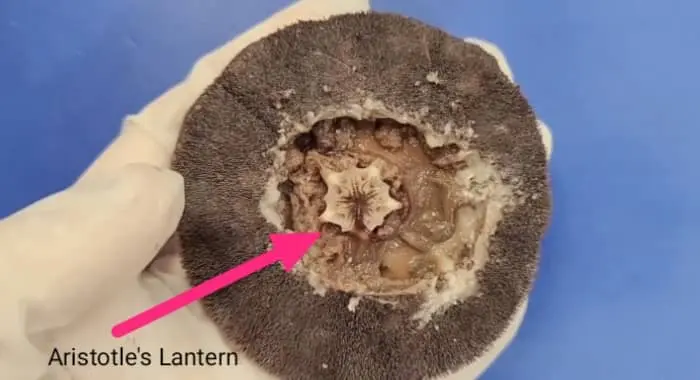 sand dollar arstotle lantern