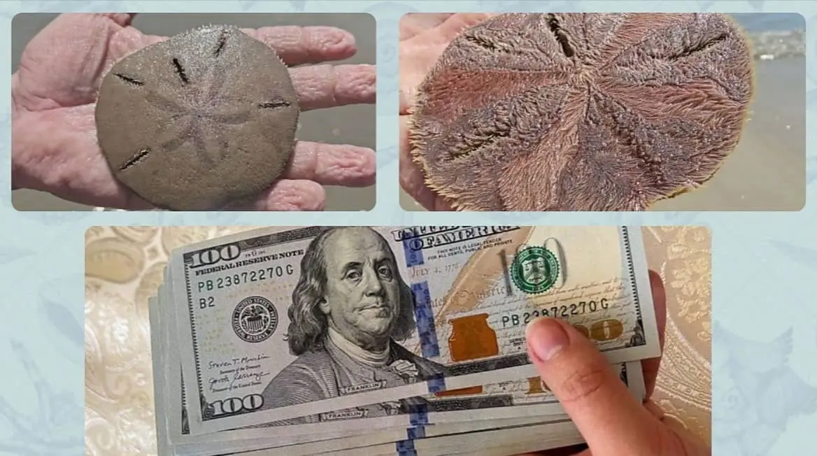Facts About Sand Dollars