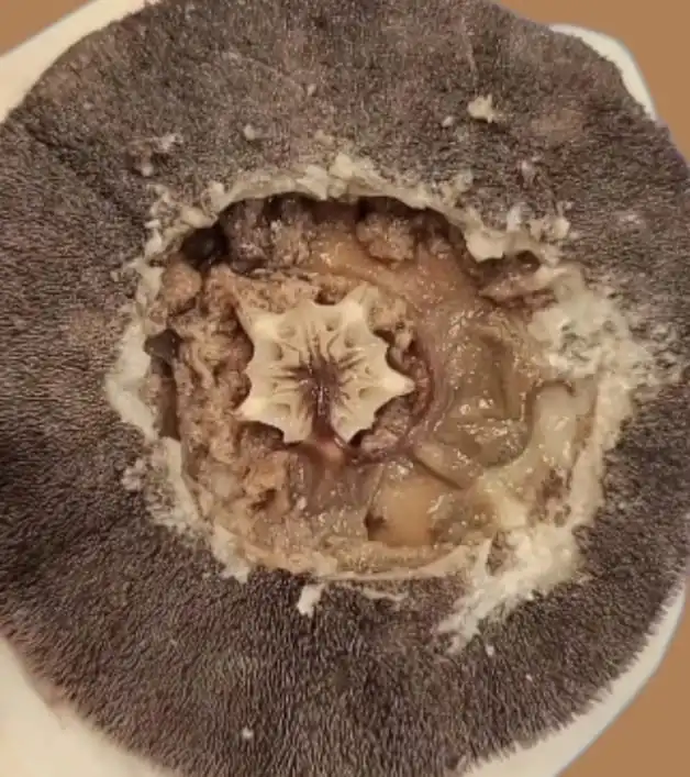 Aristotle lanterns Inside a Sand Dollar