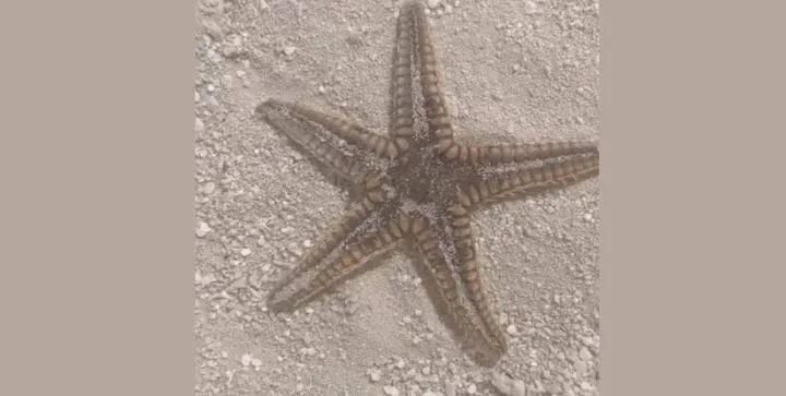 The Royal Sea Star (Astropecten duplicatus)