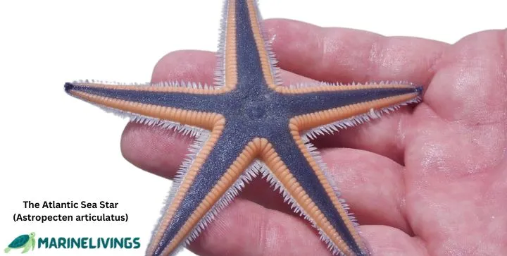the Atlantic Sea Star (Astropecten articulatus)...