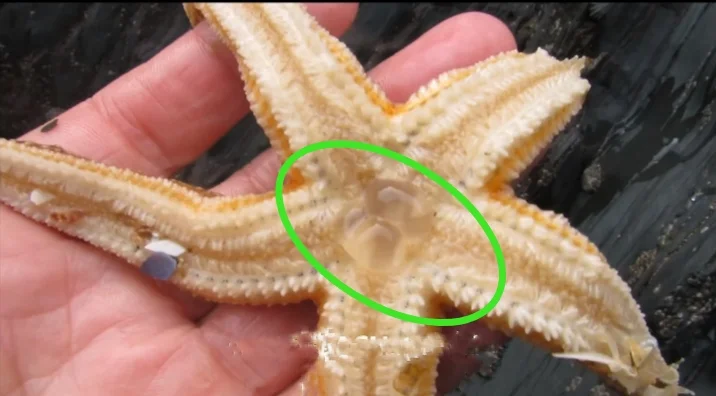 A Yellow starfish mouth and anus highligted by a green circle