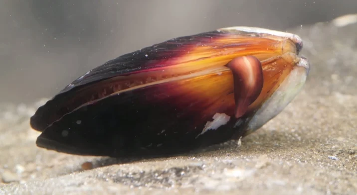 A single mussel lying on seashore