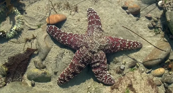 Attachment starfish vascular most important technique