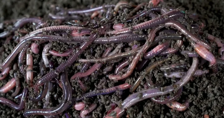  Earthworms best decomposers