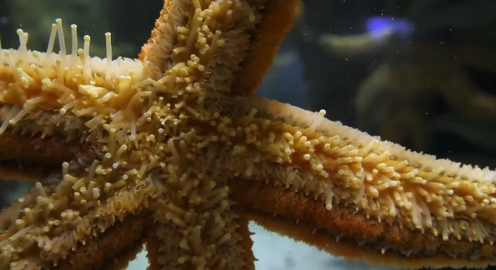 starfish tube feet noving