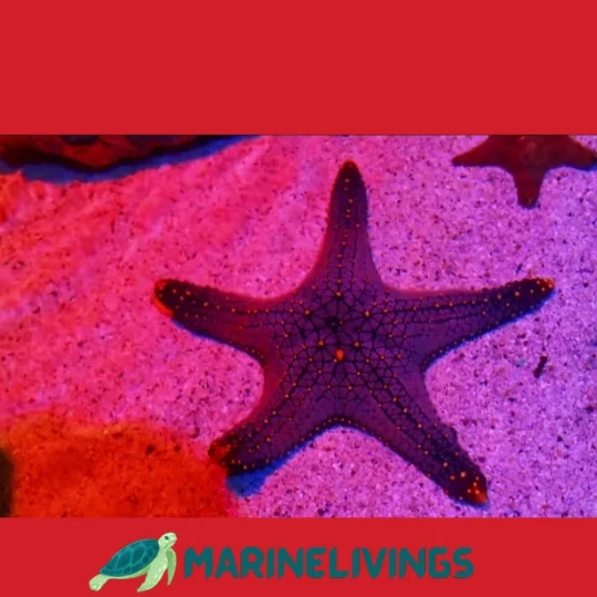 Are There Any Safe Ways to Touch a Starfish?