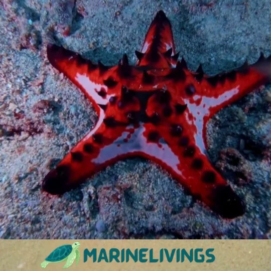  Tips and Best Practices For Observation of Starfish