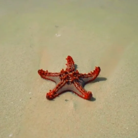 What If You Find a Starfish on the Beach?