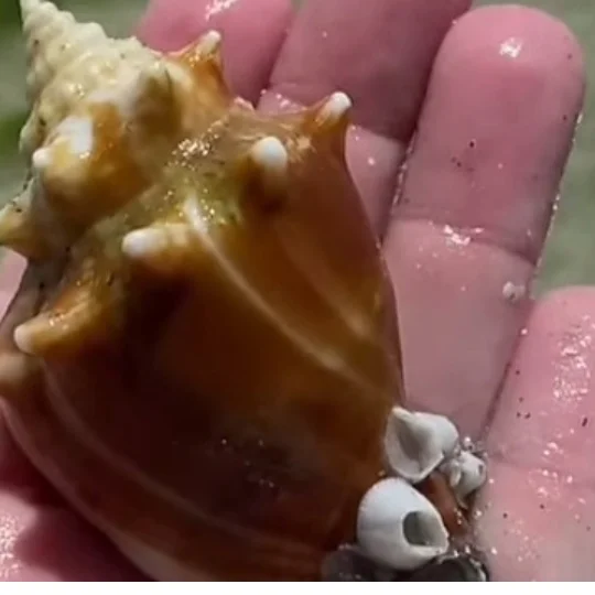 Conch shell bumps