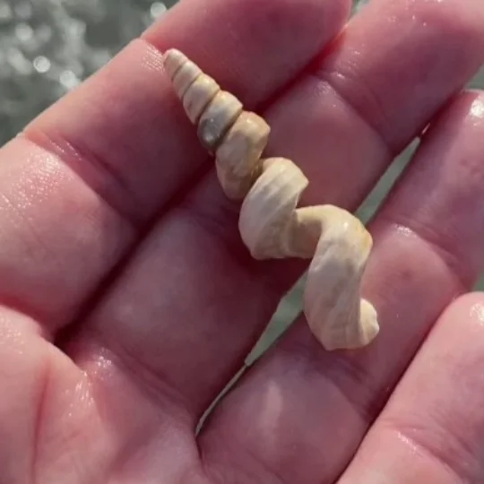 spiral seashell