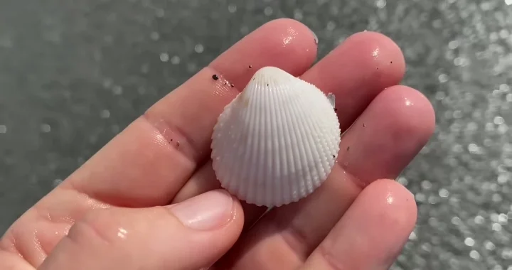 Bivalves Galore