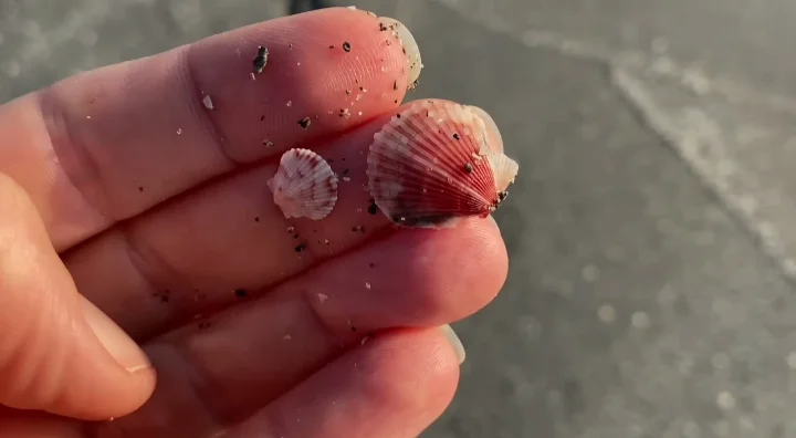 Calico Scallop Florida
