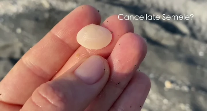 Cancellate Semele shell