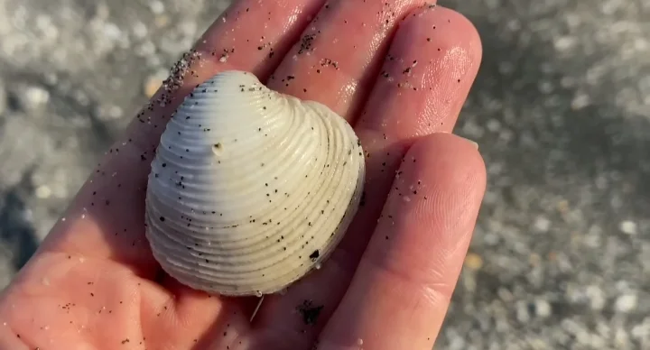 Lady-in-Waiting Venus Clams shell