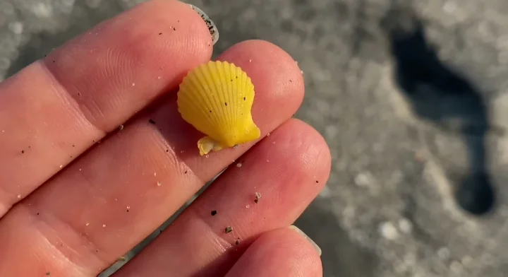 Rough Scallop shell Marinelivings