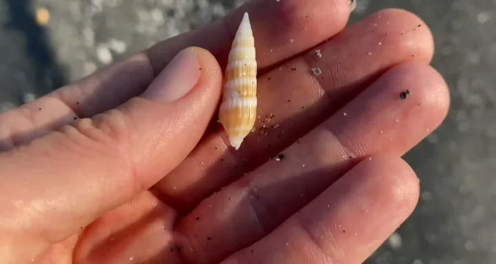 Shiny Auger shell, Marinelivings