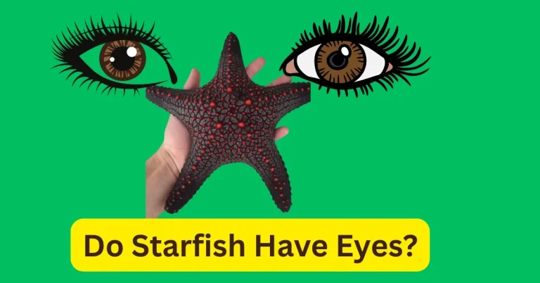 Do Starfish Have Eyes, Featured Image