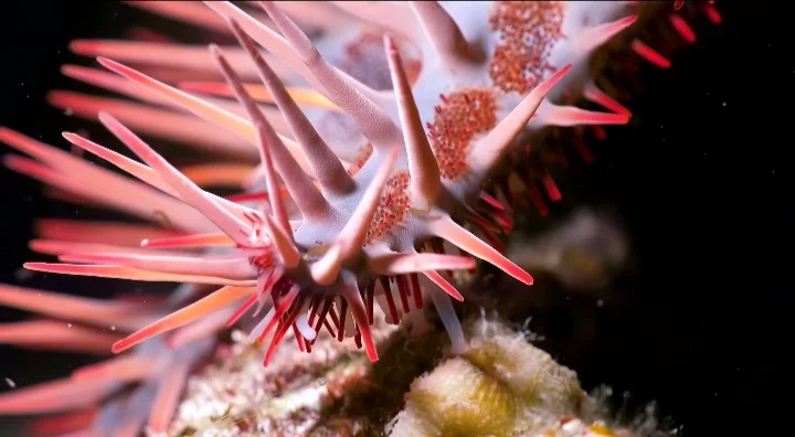 Do all starfish have eyes?