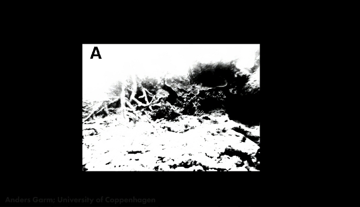 How a  starfish can see a contrasting shape