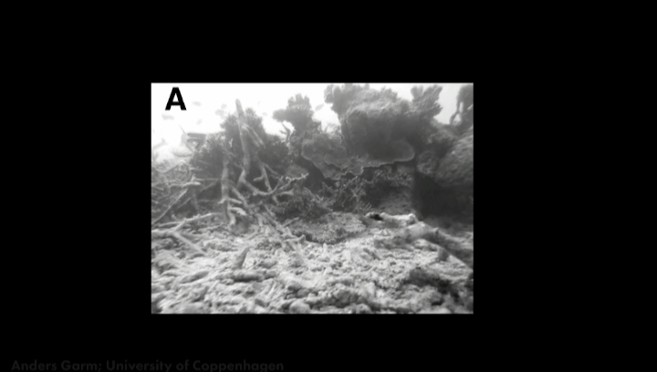 How and what can starfish see?
