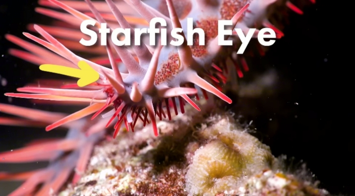 Starfish Do Have Eyes