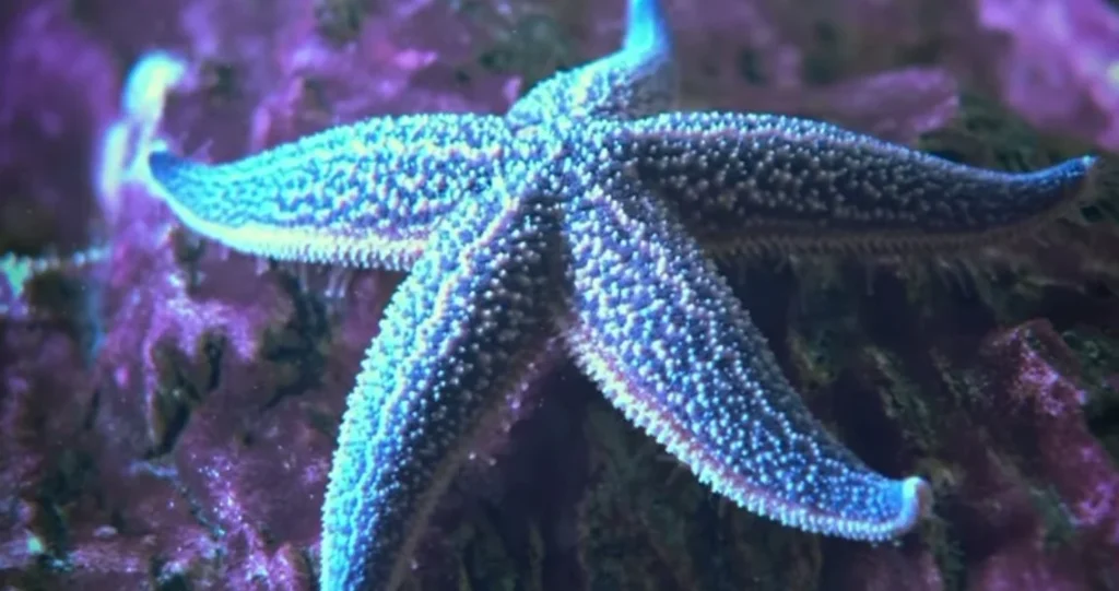 Starfish Use Their Eyes for Finding Food and Avoiding Predators