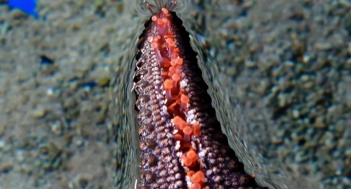 Starfish can regenerate their eyes