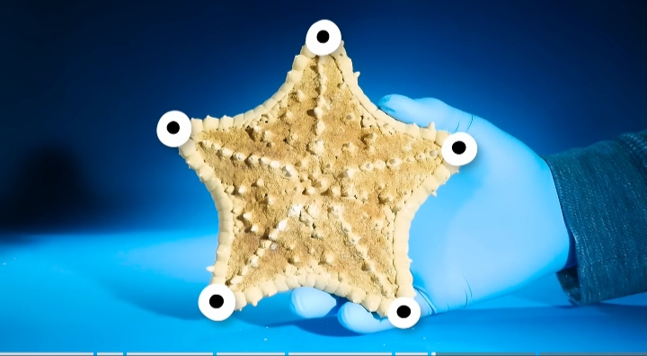 Where are starfish eyes located