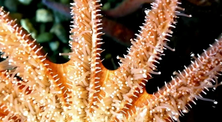 Tube feet underside of starfish body