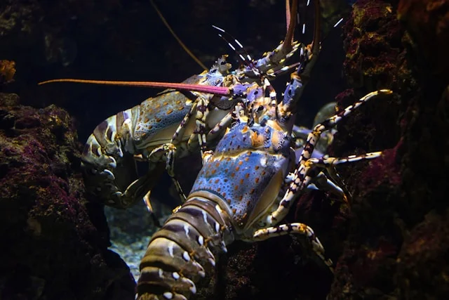 Lobsters Category