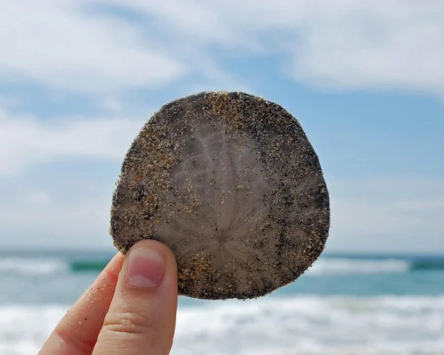 Sand Dollar Category