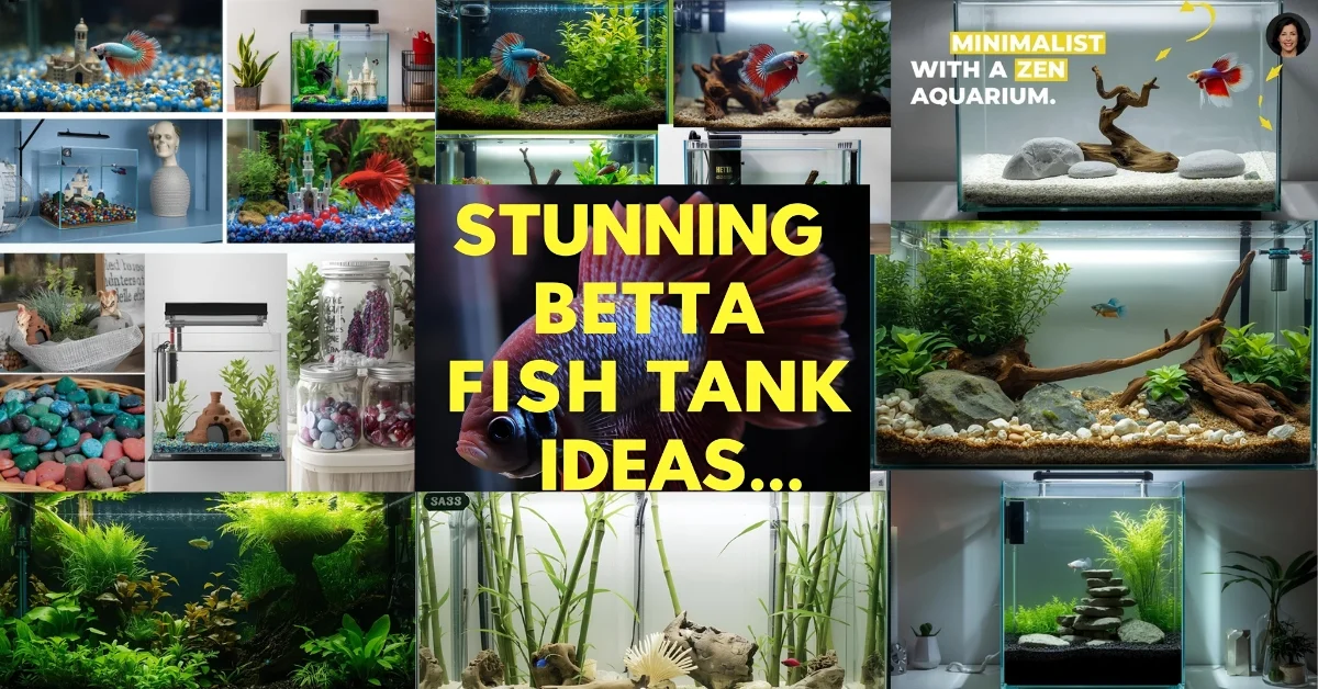 Betta Fish Tank Ideas, Featured Image