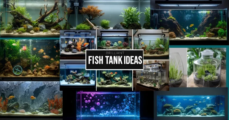 Fish Tank Ideas, Featured Image