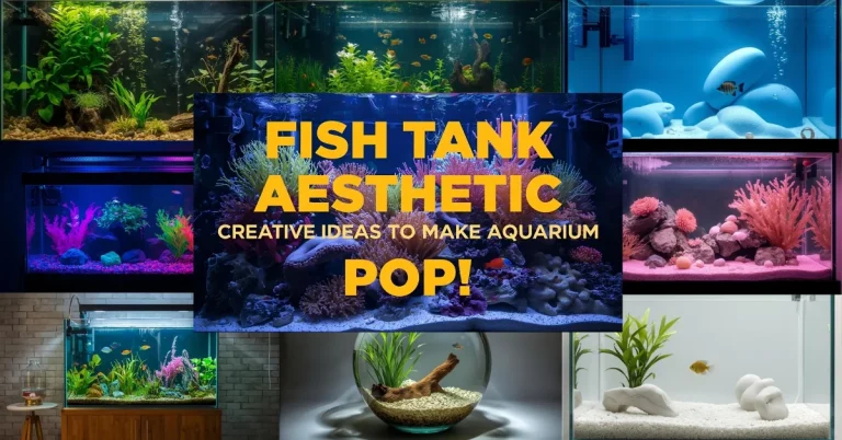 Fish Tank Aesthetic Creative Ideas to Make Your Aquarium Pop