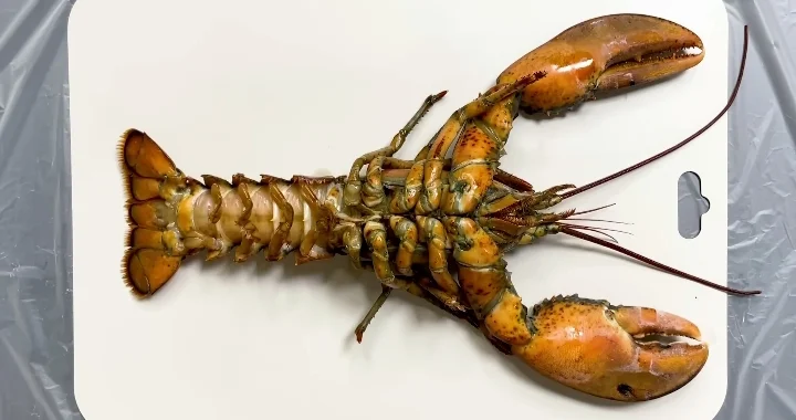 Fun Facts About Luscious Lobsters