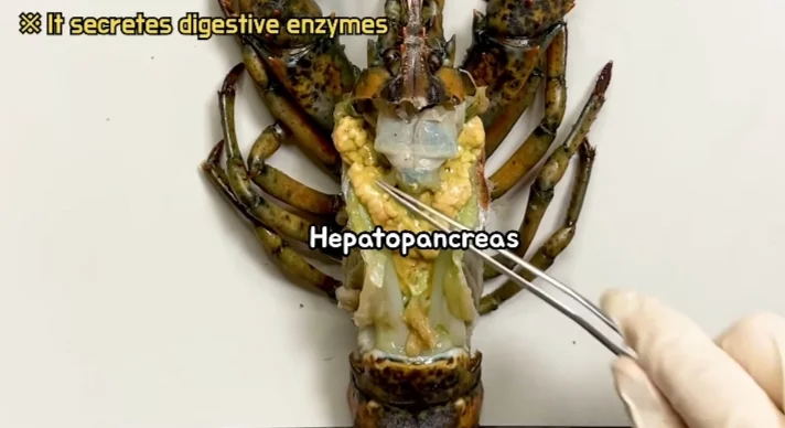 Hepatopancreas of a Lobster
