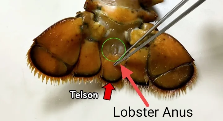 Lobster Anus and Telson
