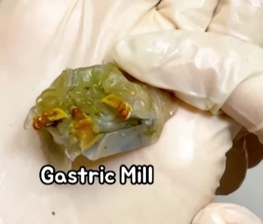 Lobster Stomach Gastric Mill