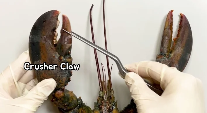 The Lobster Crusher Claw