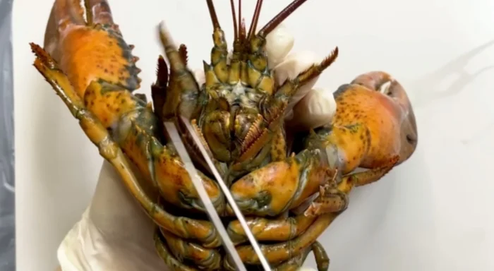 The Lobster Mouth Structure