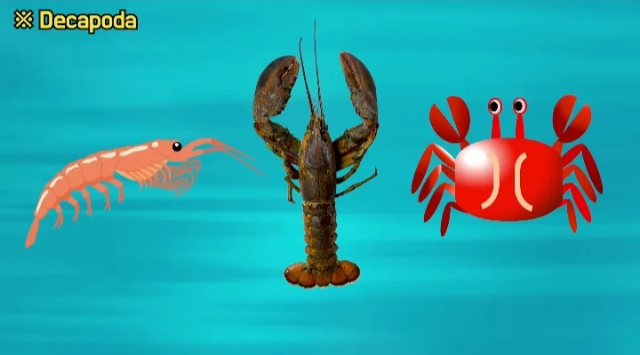 Unique Anatomy of a Lobster