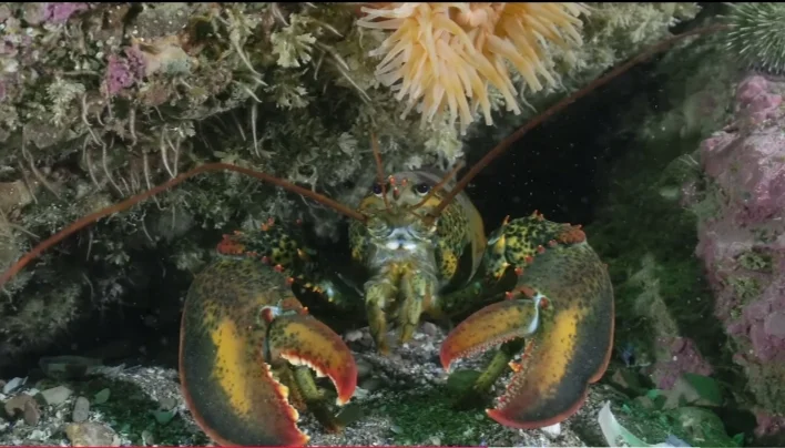 Where Are Lobsters Found