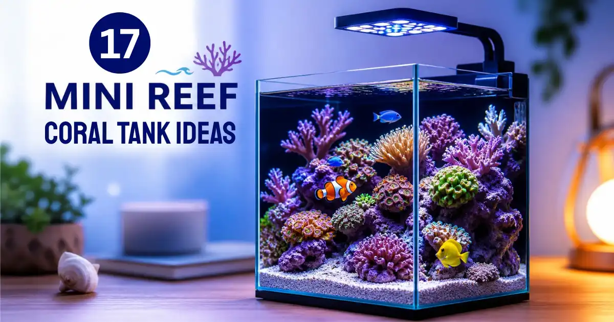 Mini Reef Aquarium Setup | 17 Small Saltwater Coral Tank Ideas