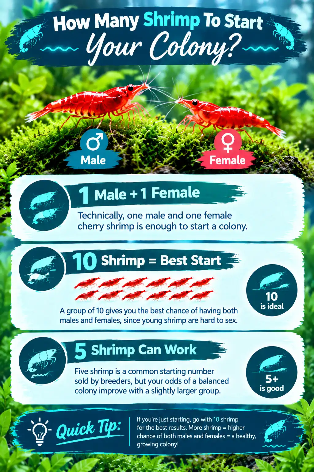 How Many Shrimp To Start Your Colony