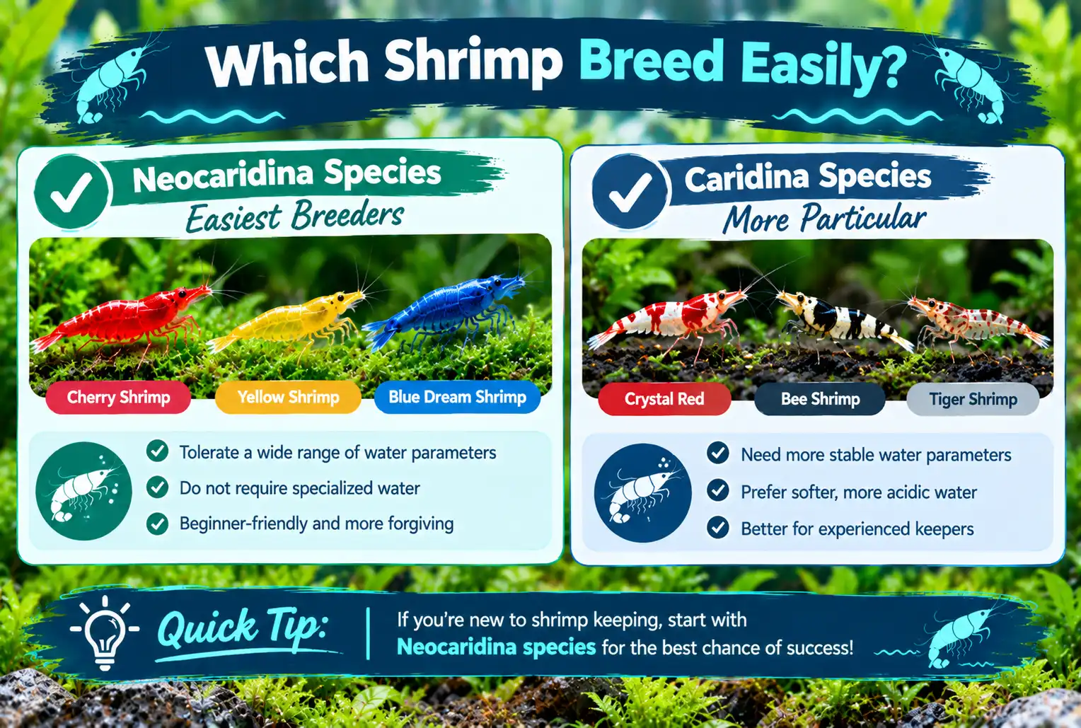 Which shrimp breed easily