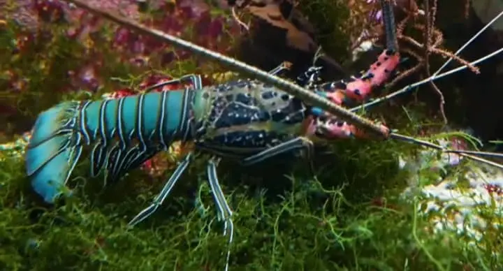 Are Lobsters Spiders