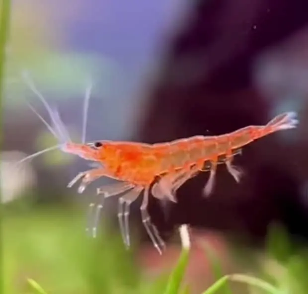 Are Shrimp Roaches?