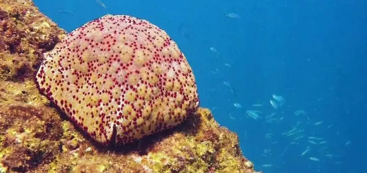 Ecological Importance of Starfish
